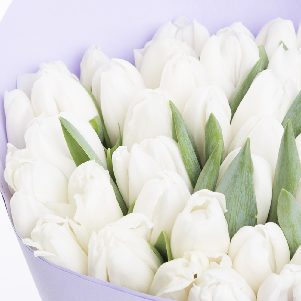 Букет из 35 белых тюльпанов