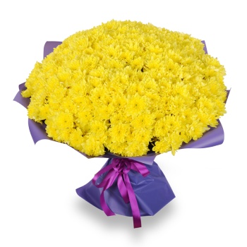 51 желтая хризантема