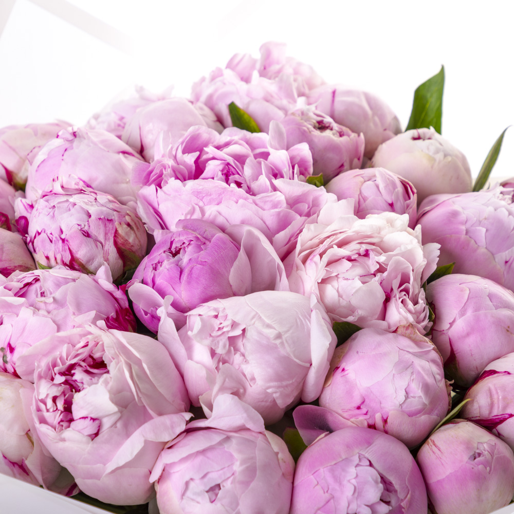 Букет из 31 нежно-розового пиона