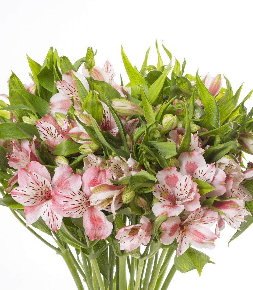 Букет из розовой альстромерии 25 шт