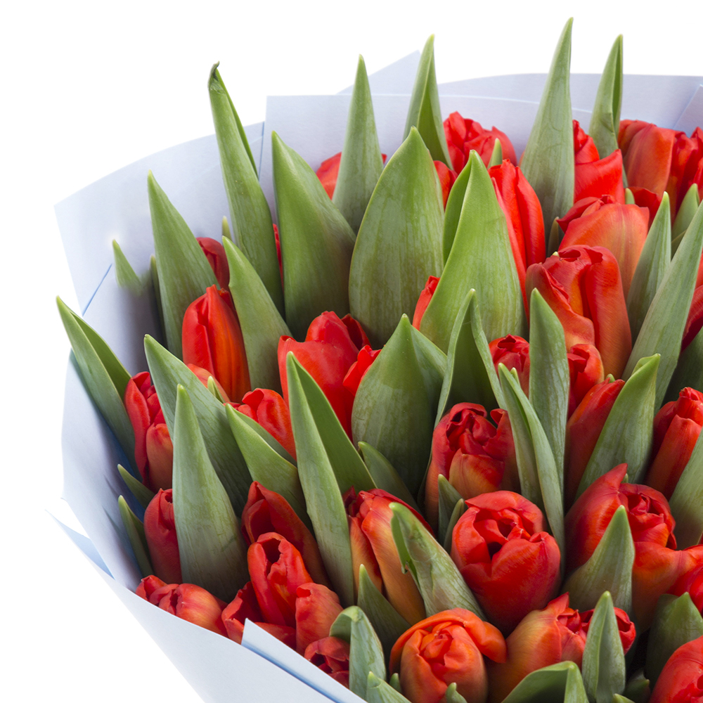 Букет из 51 красного тюльпана