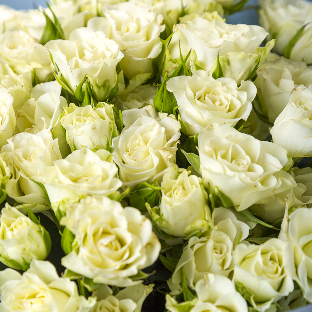 19 белых кустовых роз в крафте