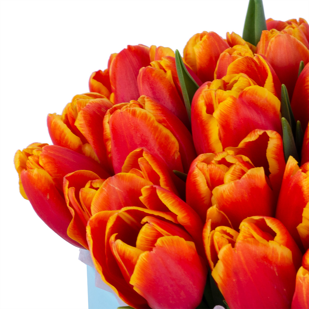 35 огненных тюльпан в голубой шляпной коробке