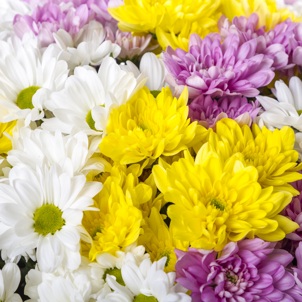 Букет из 21 разноцветной хризантемы