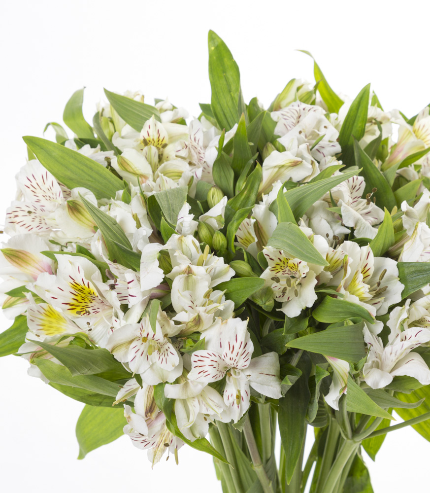 Букет из белой альстромерии 25 шт