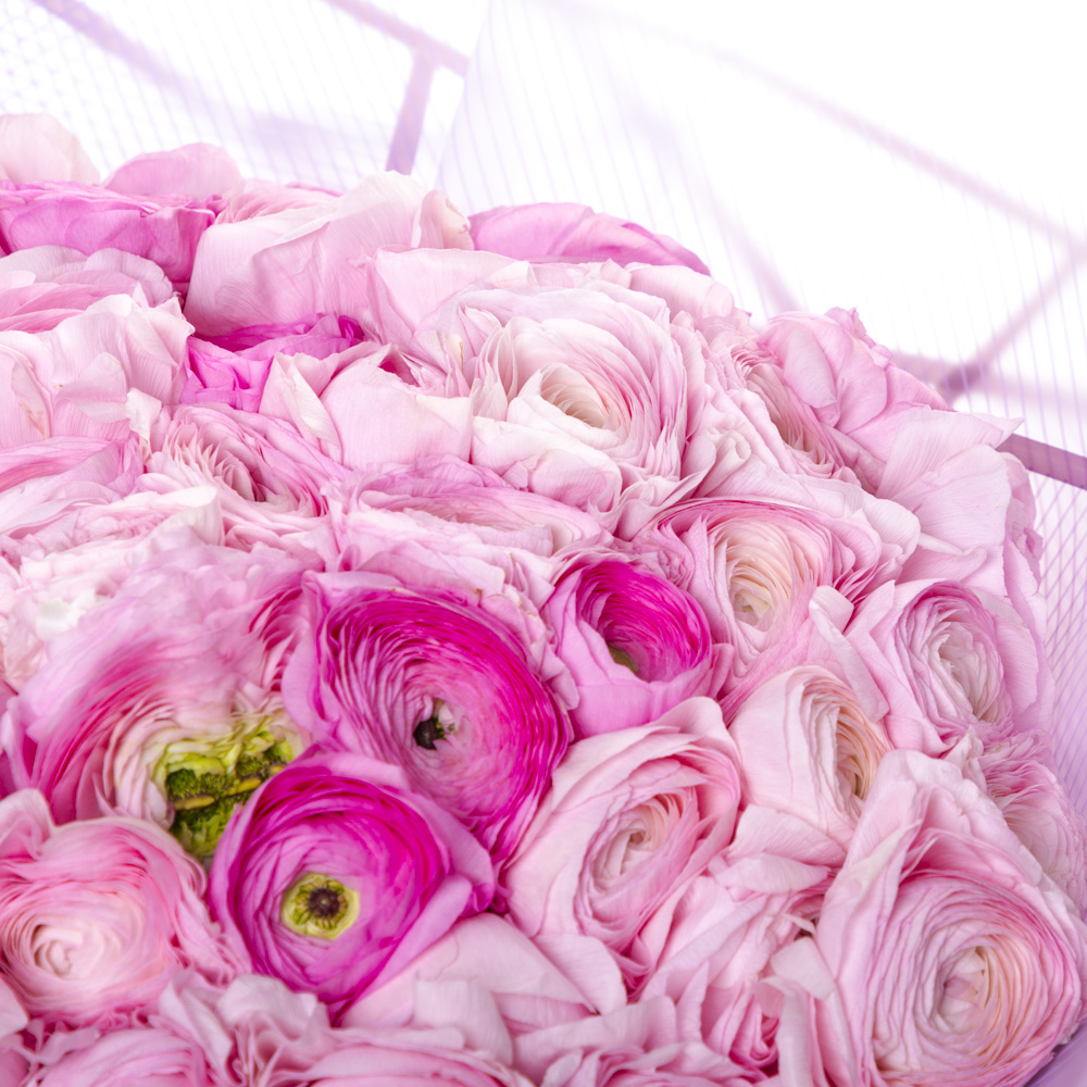 51 розовый ранункулюс