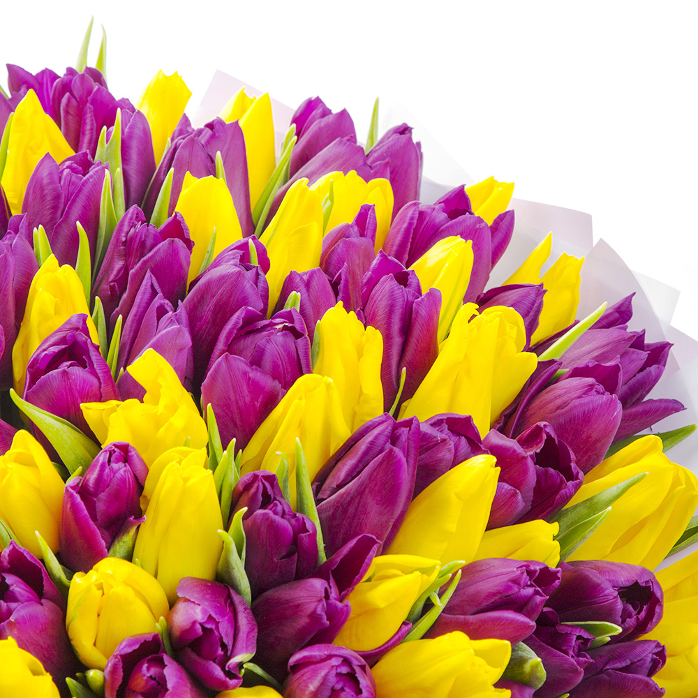 101 разноцветный тюльпан
