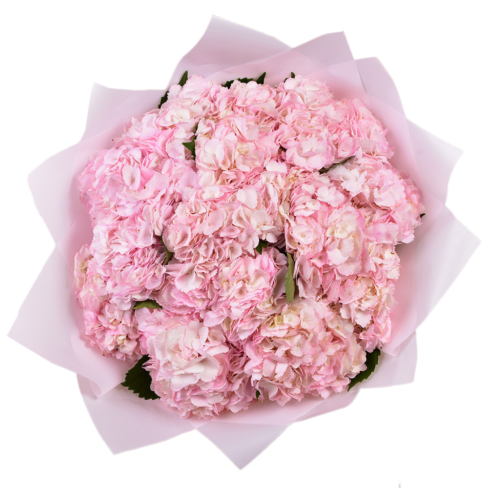 15 розовых гортензий