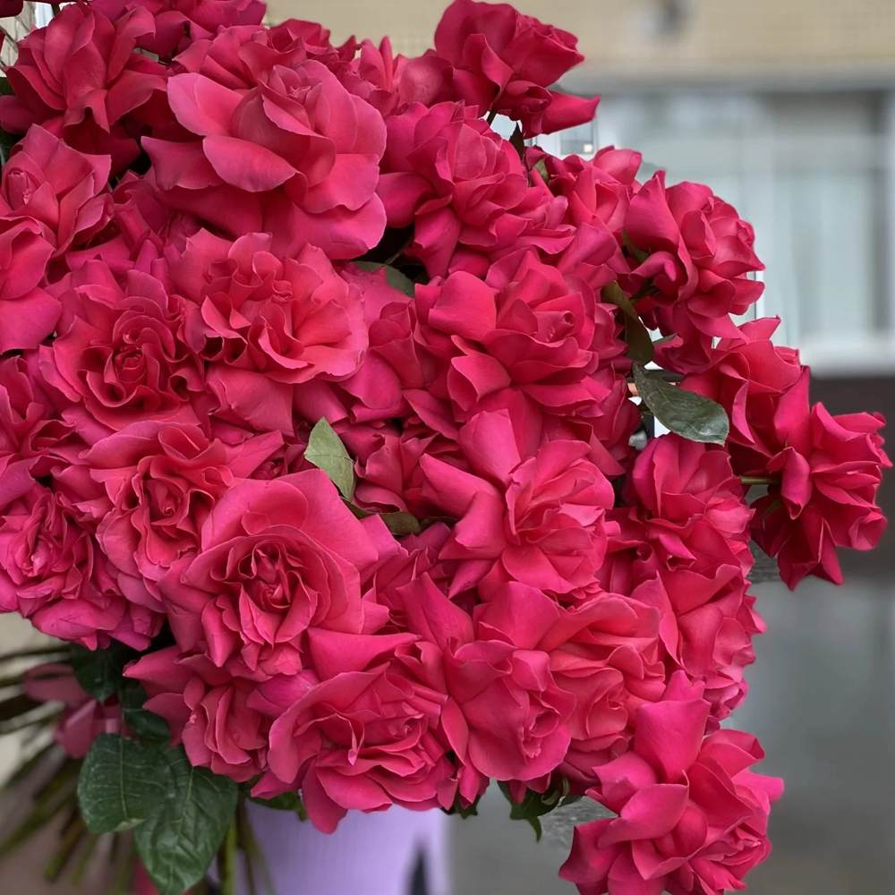 Французская малиновая роза 51 шт.