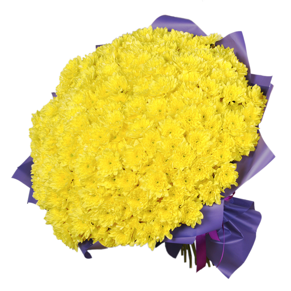 51 желтая хризантема