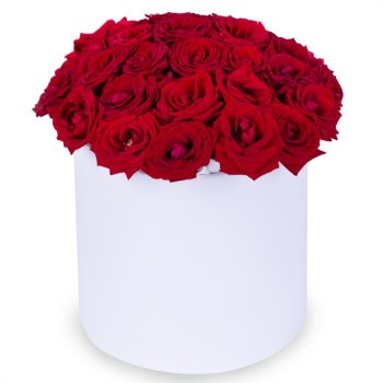 25 роз красных premium в шляпной белой коробке