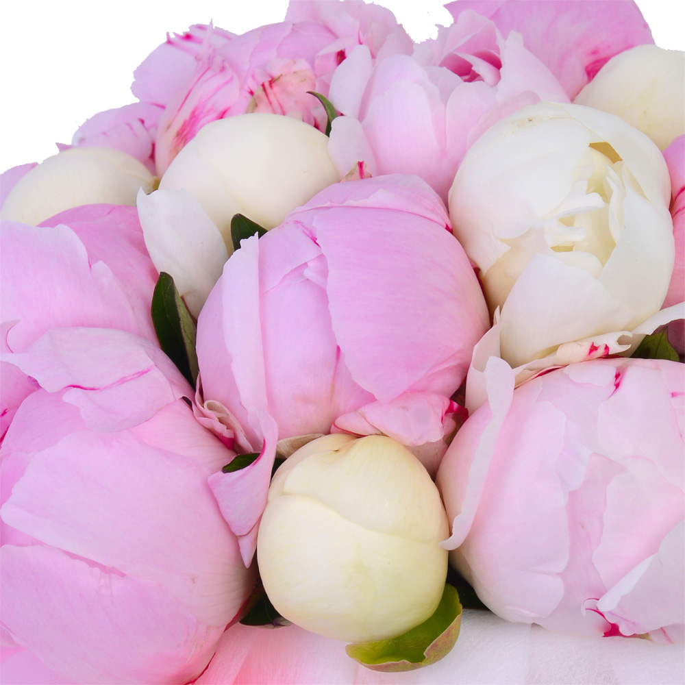 Букет из 19 разноцветных пионов в кремовой шляпной коробке