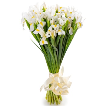 Букет из белого ириса 35 шт