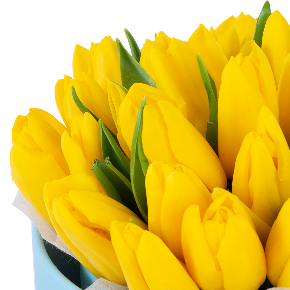 35 желтых тюльпан в голубой шляпной коробке