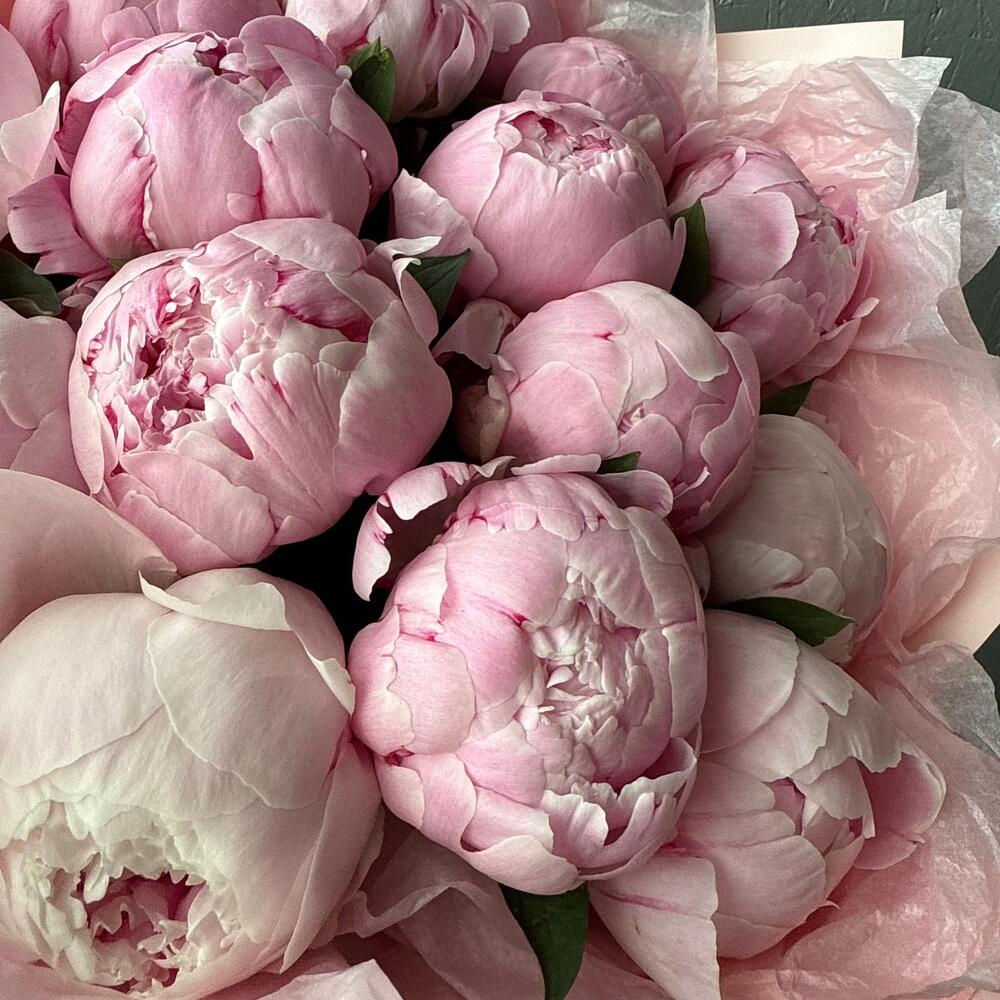 Букет из 15 нежно-розовых пионов