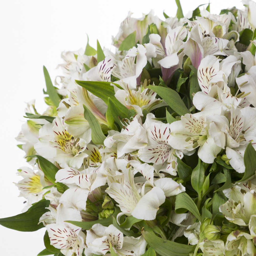 Букет из 35 белых альстромерий