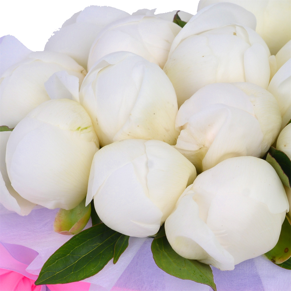 Букет из 15 белых пионов в фиолетовой шляпной коробке