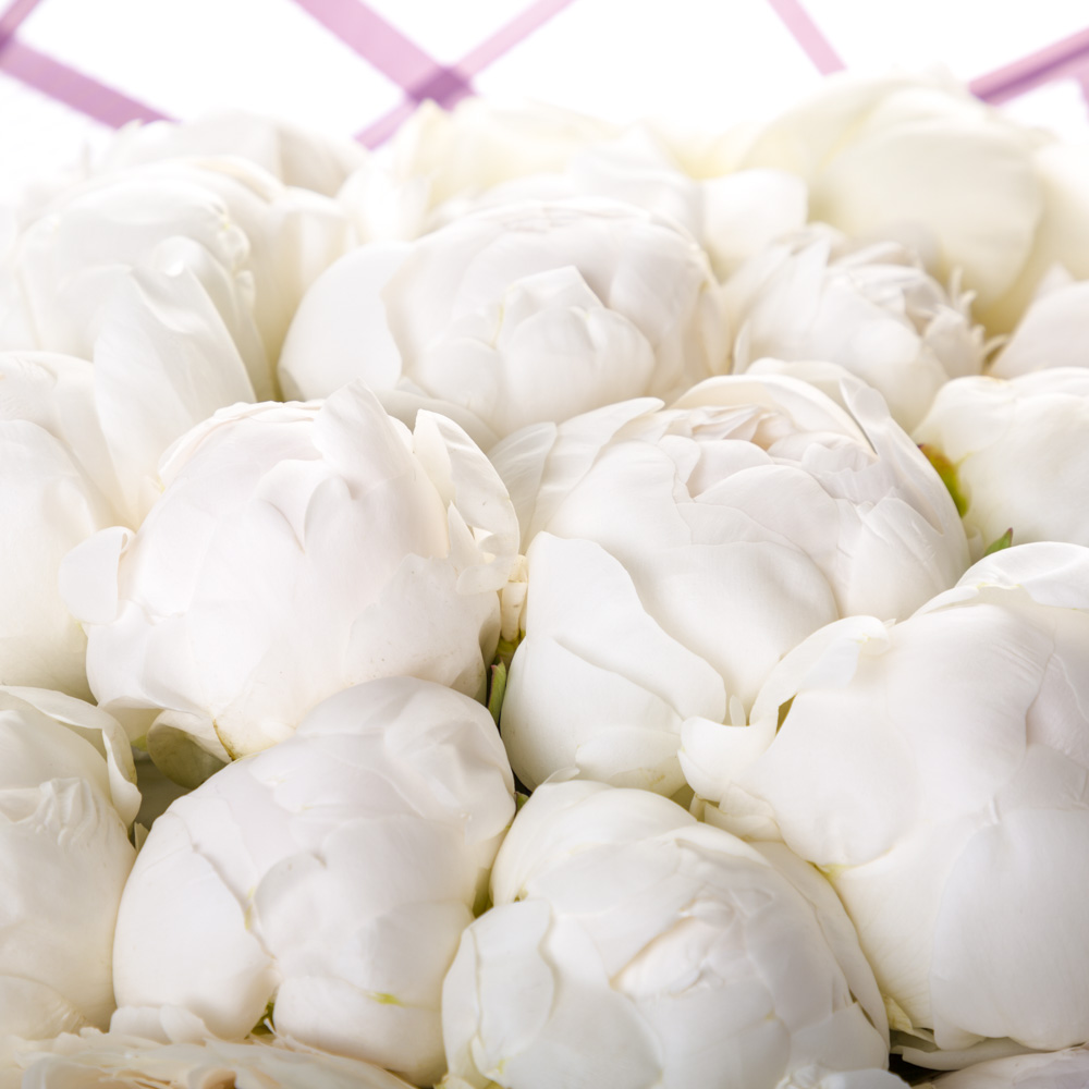 Букет из 31 белого пиона