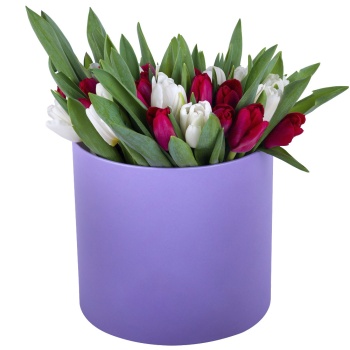51 Разноцветный тюльпан в фиолетовой шляпной коробке